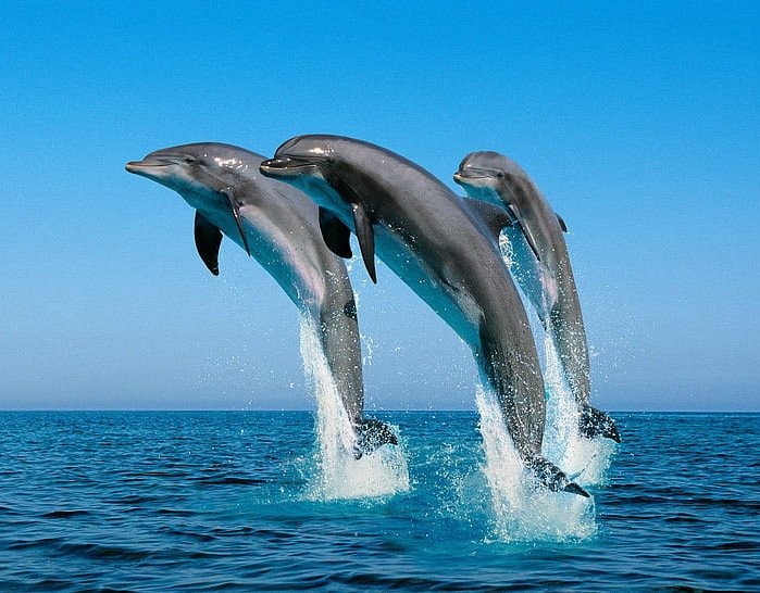 Dolphin Tour in Lovina